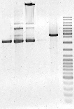 1 2 3 4 5 6 Ryc. 4.10 Obraz rozdziału elektroforetycznego (na żelu agarozowym) plazmidowego DNA pbluescript KS(+) wyizolowanego metodą minilizy alkalicznej 1.