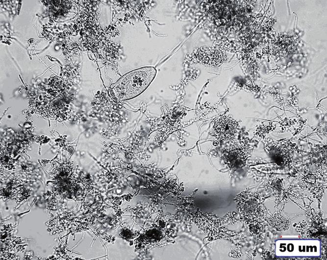 wynosiła 60 g g smo. Czas ekstrakcji wynosił 1 h, ekstrakcja prowadzona była w temperaturze 4 C, w kąpieli lodowej. Proces ekstrakcji kończono wirowaniem przez 20 min z prędkością 20 000 obr.