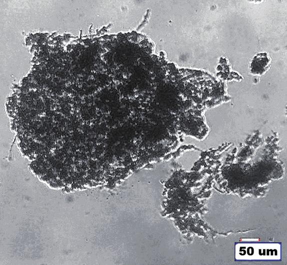 Materia organiczna w pozyskanej cieczy nadosadowej stanowiła frakcję polimerów zewnątrzkomórkowych mocno związanych TB-EPS (ang. TB tighly-bound) z granulami osadu czynnego.