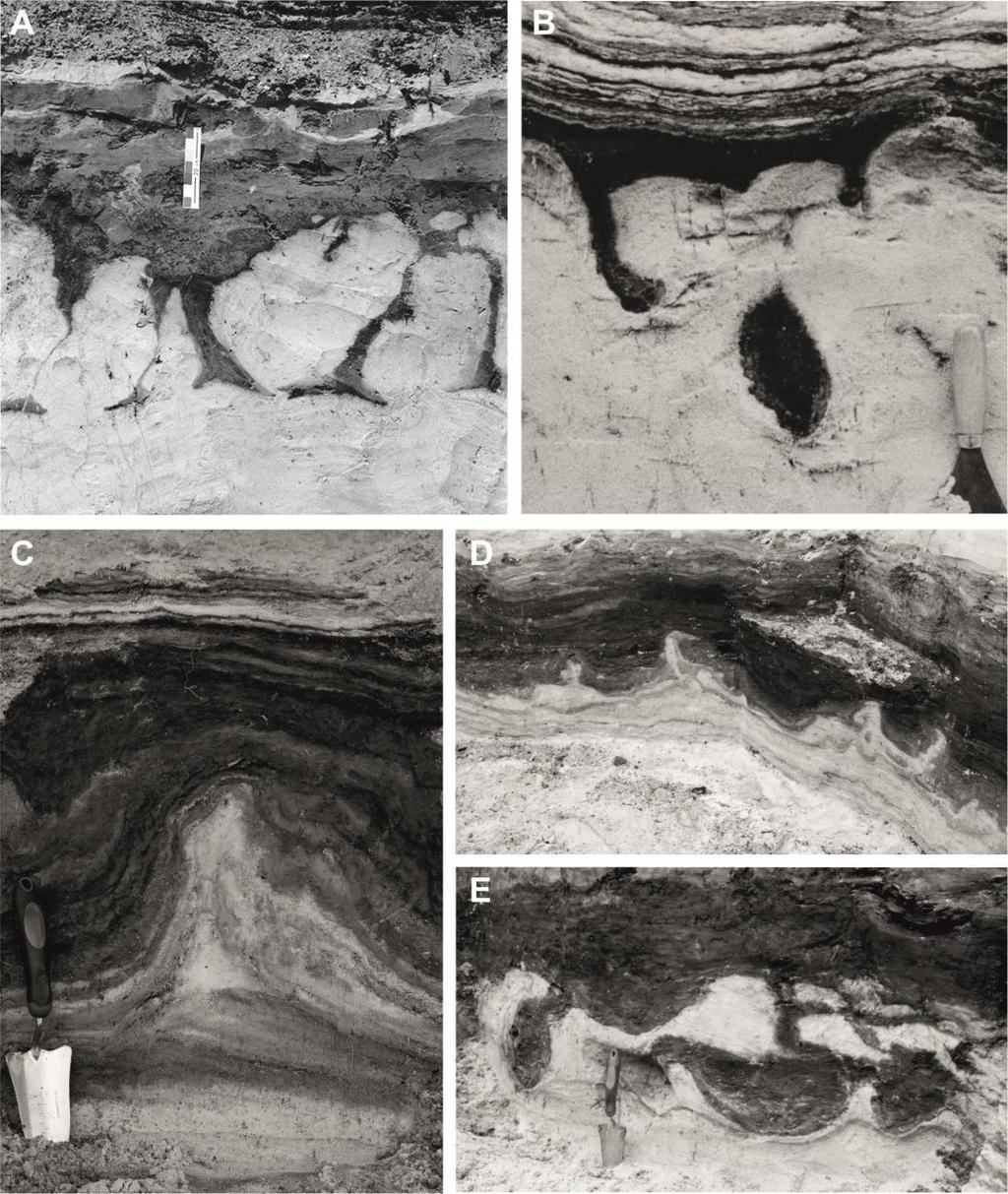 Struktury deformacyjne i ich wymowa paleogeograficzna Na powierzchni granicznej między serią piaszczystą na dole a serią organiczno-mineralną na górze występują struktury deformacyjne reprezentowane