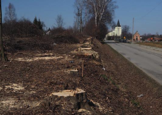 Niektórym gatunkom szpalery zieleni zapewniają bezpieczny od wiatru i drapieżników przelot oraz pomagają orientować się w otoczeniu.