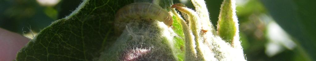 Zimujące gąsienice należy zwalczać w fazie zielonego pąka jabłoni, gąsienice pierwszego pokolenia w II i III dekadzie czerwca lub na początku lipca, gąsienice