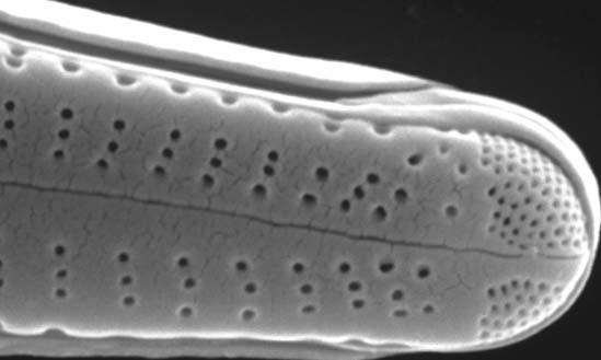 lanceolatum, okrywa bez rafy, widok od strony zewnętrznej (external sternum valve view); 16 Tabellaria flocculosa (Roth) Kützing, okrywa,