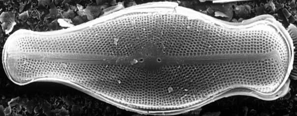 SEM. Gatunki północno-alpejskie (species with boreo-alpine