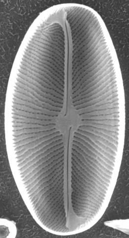 subherkiniensis), okrywa, widok od strony zewnętrznej (external valve
