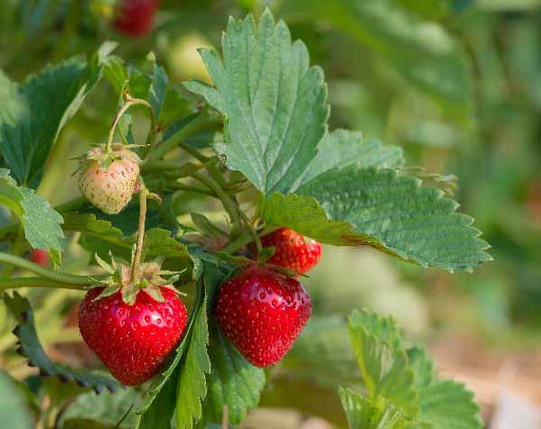 Zalecana ilość wody: 500 750 l/ha Zalecane opryskiwanie średniokropliste Okres karencji: 28 dni FUNGICYDY TRUSKAWKA - SZARA PLEŚŃ MALINA - SZARA PLEŚŃ, przypąkowe zamieranie pędów Maksymalna/zalecana