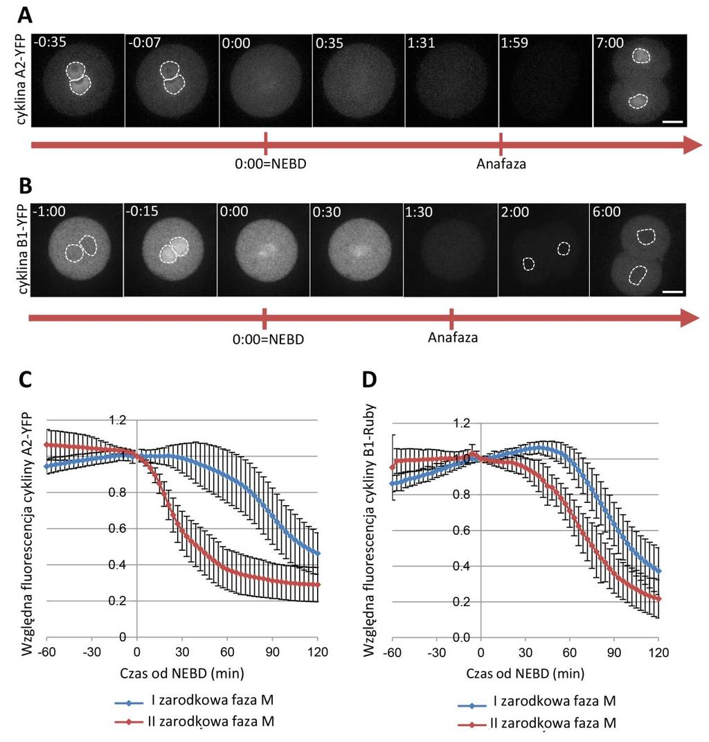 Rycina 6. Czasowa i przestrzenna dynamika cyklin A2 i B1 w czasie pierwszego i drugiego podziału mitotycznego zarodka myszy.