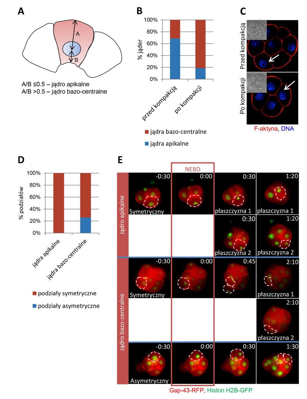 Rycina 8. Lokalizacja jąder w blastomerach 8-komórkowego zarodka myszy a płaszczyzna podziału z 8- na 16-komórek. (A) Schemat podziału jąder komórkowych na położone apikalnie i bazo-centralnie.