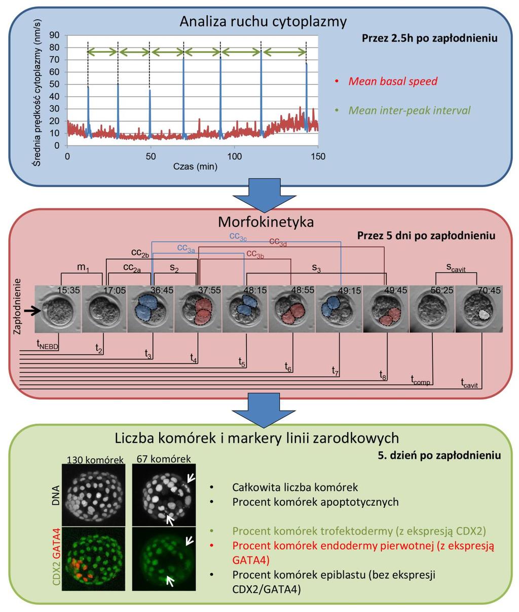 Rycina 10. Schemat łączonej analizy ruchu cytoplazmy i morfokinetyki zarodków myszy. Szczegóły w tekście.