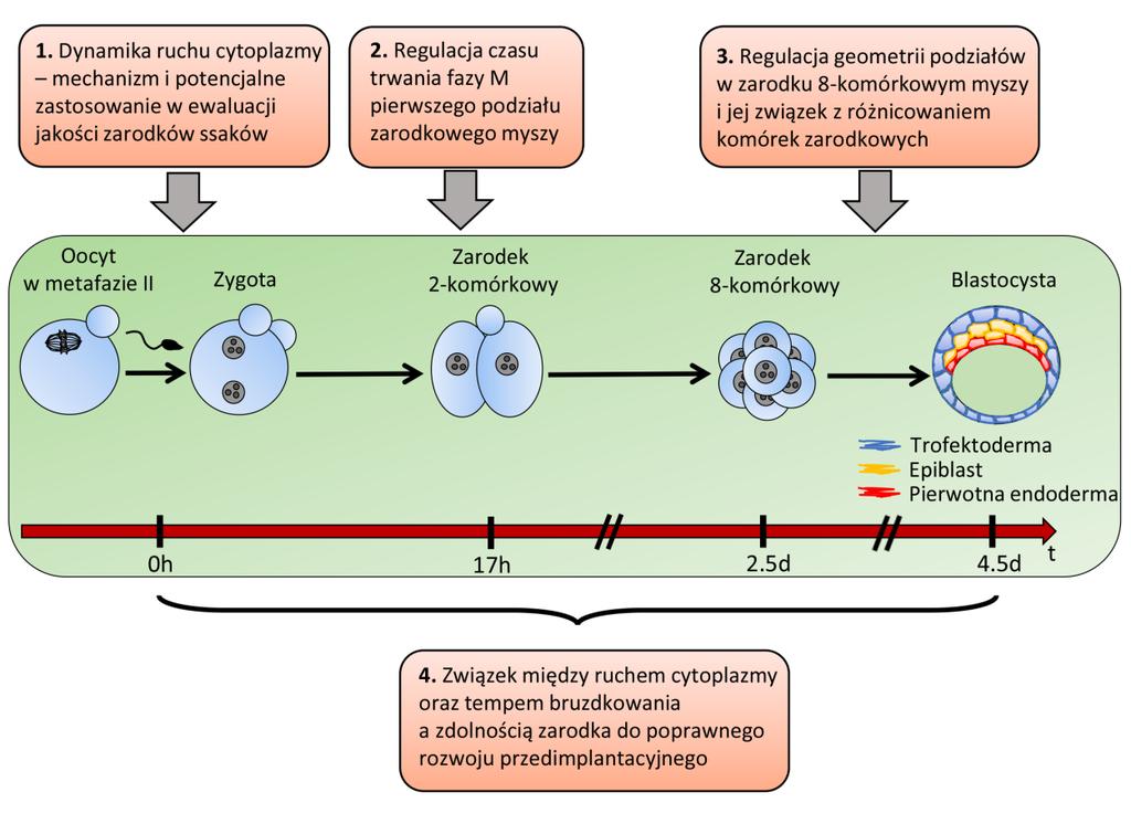 Rycina 1. Rozwój przedimplantacyjny zarodka myszy z zaznaczeniem zagadnień poruszanych w osiągnięciu habilitacyjnym. Szczegóły w tekście.
