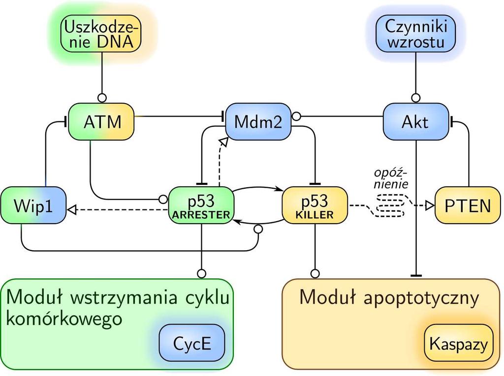 22. Modelowanie sieci sygnałowych 575 576 22.