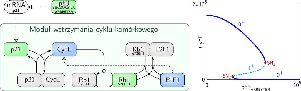 22. Modelowanie sieci sygnałowych 577 578 22. Modelowanie sieci sygnałowych Yurija A. Kuznetsova, współtwórcy pakietu MATCONT, który umożliwił nam wyznaczenie diagramów bifurkacyjnych [28].