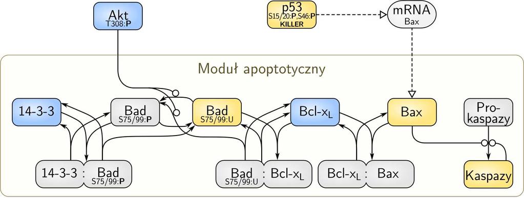 22. Modelowanie sieci sygnałowych 579 580 22. Modelowanie sieci sygnałowych a) b) c) Rys. 22.13. Schemat i diagram bifurkacji modułu apoptotycznego.