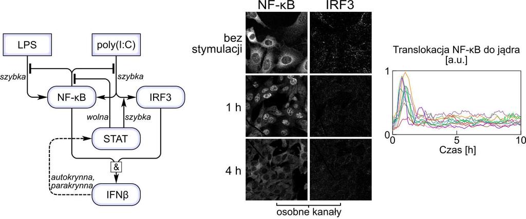 22. Modelowanie sieci sygnałowych 587 588 22. Modelowanie sieci sygnałowych a) b) c) d) Rys. 22.19. Model nieswoistej odpowiedzi immunologicznej [37]. a) Schemat sieci regulatorowej.