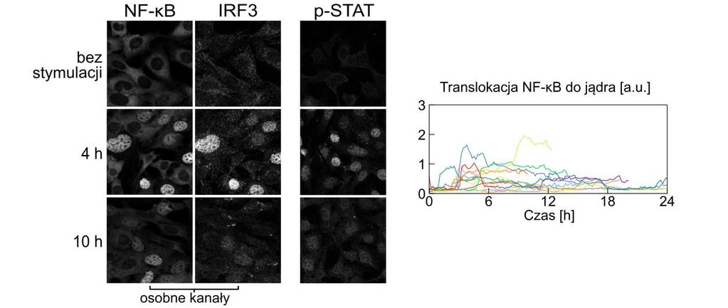 b) Immunostaining i obrazy przyżyciowe pokazujące pulsową aktywację NF-κB w odpowiedzi na LPS.