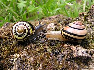 Selekcja wariantów rzadkich dobór apostatyczny Przykład wstężyk (Cepea nemoralis) Bardzo duża zmienność wzorów i barw