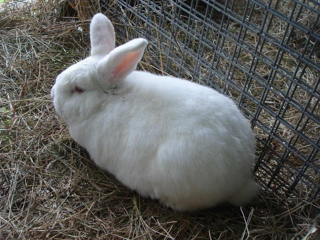 Króliki popielniańskie białe stan hodowli w Polsce POPIELNO WHITE RABBITS STATE OF BREEDING IN POLAND Summary Popielno White rabbit is the only native breed of rabbits suitable for rearing in both