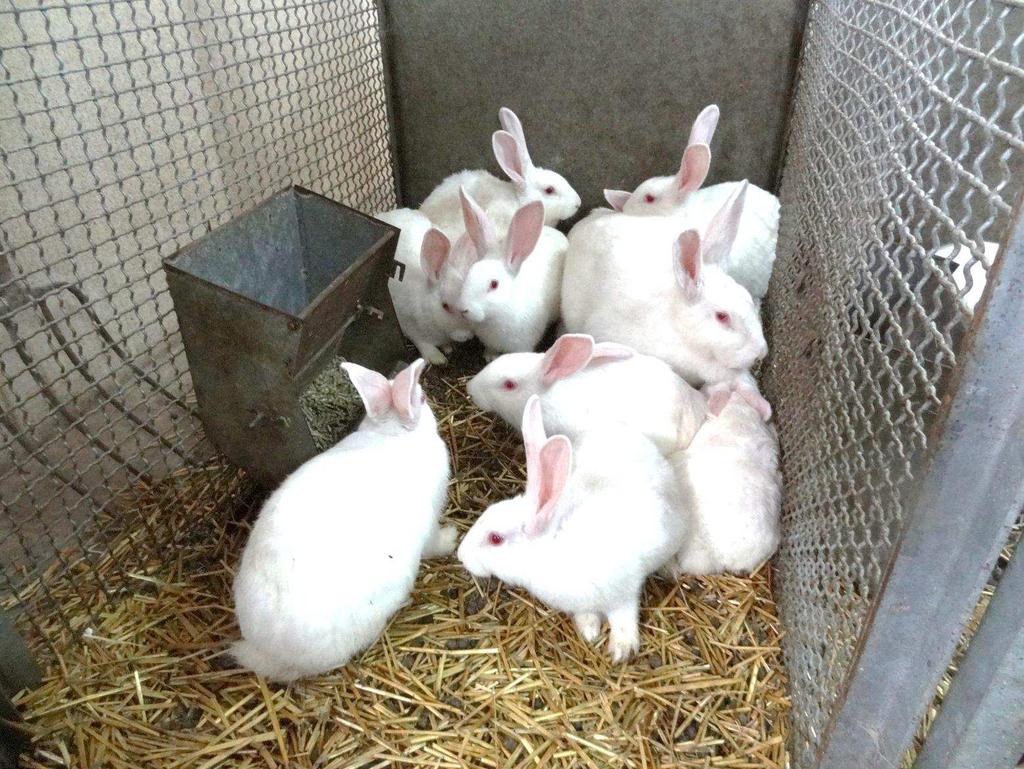 3. Young rabbits with their mother on deep litter