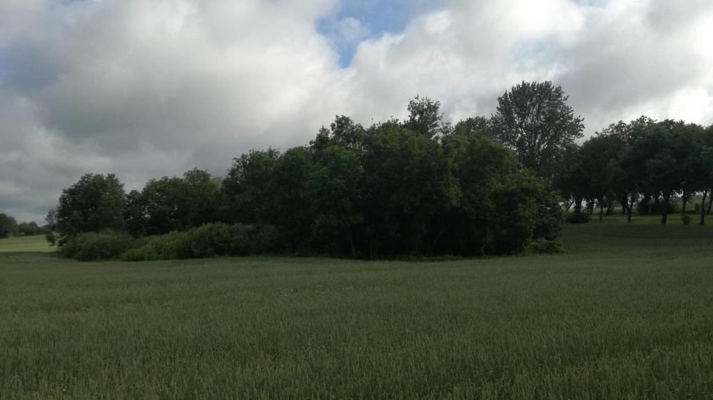 Zdjęcie 3. Zadrzewienia śródpolne położone w kierunku północnym względem przedsięwzięcia (źródło: zbiory własne, 14-07-2017).