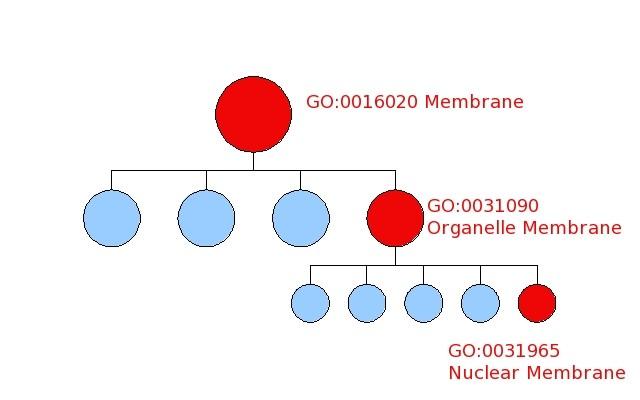 Procedura oceny GO Gene Ontology Terminy GO: Cellular Component lokalizacja, Biological Process proces biologiczny, Molecular