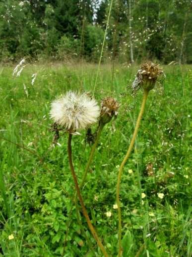 Arnica