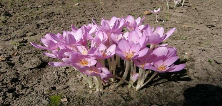 Colchicum