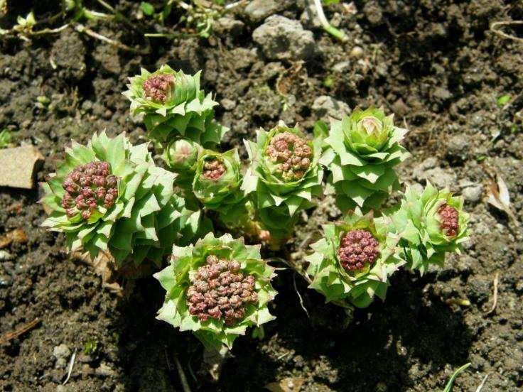 Rhodiola