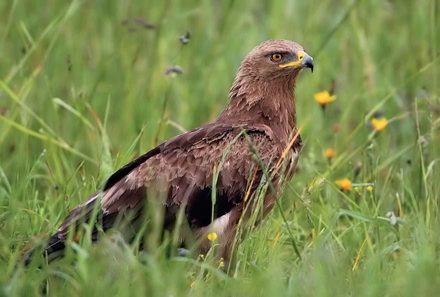 Fot. 3. Orlik krzykliwy Aquila pomarina (fot. M. Nawrocki / Agencja Ekoserwis) Photo 3. Lesser spotted eagle Aquila pomarina przestrzeni życiowej oraz poprawa jej atrakcyjności.