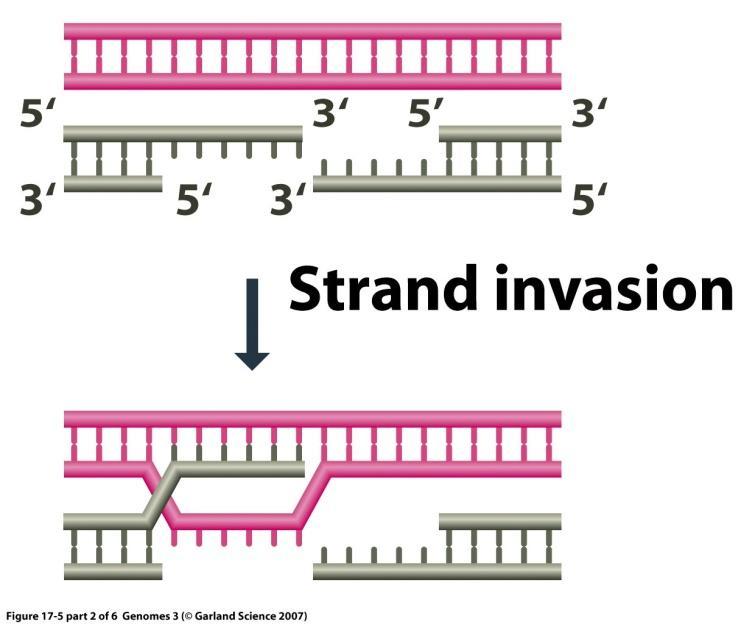 7) Rekombinacja homologiczna (B) Następnie jeden z końców 3 dokonuje inwazji