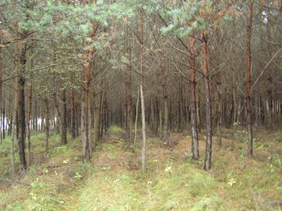 Fot. 152 Zagajnik sosnowy przy zachodniej krawędzi powierzchni. Stan z dnia 2009.10.