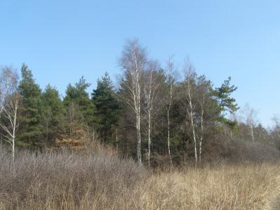 Powierzchnia 00121 - Na E od Cezarówki Dolnej, Balin Mały, Lasek Jagodowy Dół,