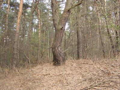 Wójtowa Góra, drzewostan liściasty z domieszką sosny, z przewagą Corylus avellana w