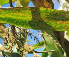 Występowanie chorób liści kukurydzy w Polsce, czy wzrasta ich znaczenie?