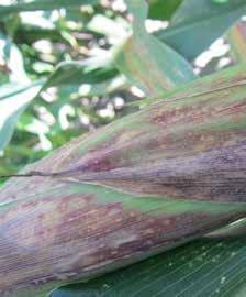 wpływającym na plonowanie kukurydzy jest występowanie chorób poważnie ograniczających jej funkcje życiowe.