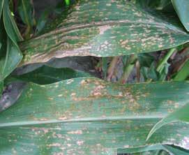 Wraz ze wzrostem częstotliwości uprawy kukurydzy wzrasta zagrożenie tej uprawy przez porażenie grzybami chorobotwórczymi, nie tylko przenoszonymi przez zainfekowane ziarno lub glebę, ale także przez