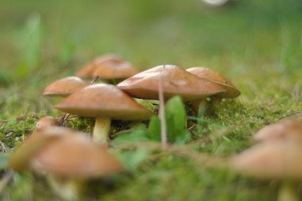 0 0 Sierpień Zygfryda, Cezarego, Marii Róży, Apolinarego Jerzego, Bartłomieja, Haliny