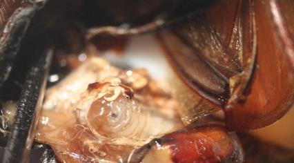 Parazytoidy Sekcja chrząszczy z testów Liczba spasożytowanych samic i samców Liczba chrabąszczy Bez