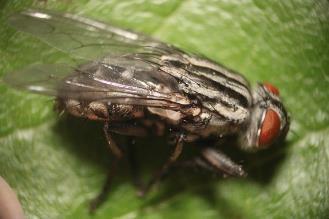 40,19 Dalsze badania: - Określenie gatunku parazytoida - Rola w ograniczaniu chrząszczy chrabąszcza