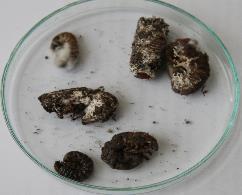 Liczba jednostek infekcyjnych (CFU x 10 3 g -1 ) grzybów owadobójczych w glebie po zastosowaniu substancji podstawowych z inokulum grzybów B.