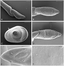 2012 Plosone Czy wszystkie