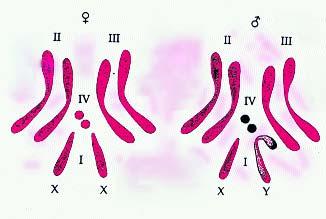 Mteriły dl studentów iologii medycznej 19 listopd 2018 Chromosomy i determincj płci 1. Chromosomy Chromosom: mitoz, definicj i struktur chromosomu Licz chromosomów Kriotyp 2.