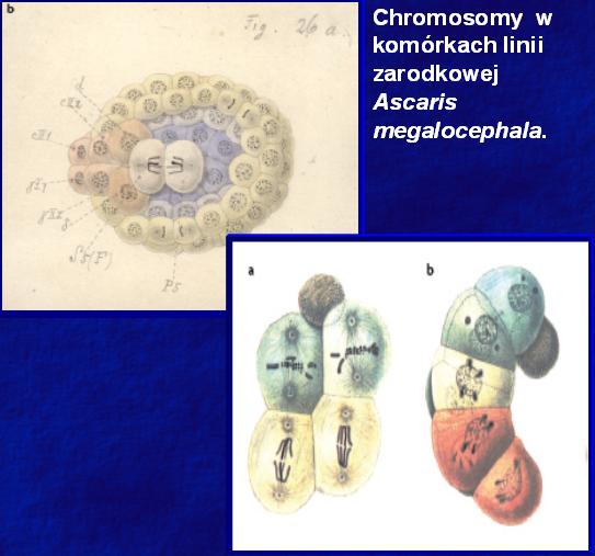 Mteriły dl studentów iologii medycznej 19 listopd 2018 Chromosomy i determincj płci Chromosomy w komórkch linii zrodkowej scris meglocephl. Chromosomy przekzywne są niemienione do komórek potomnych.
