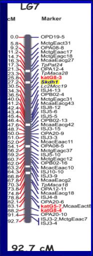 Zjwisko c/o częściej zchodzi n końcch chromosomów njrzdziej w poliżu centromerów. Zgdnieni 1-3 1. Chromosomy: mitoz Gdzie zchodzi i jki jest efekt genetyczny mitozy? Etpy podziłu mitotycznego. 2.