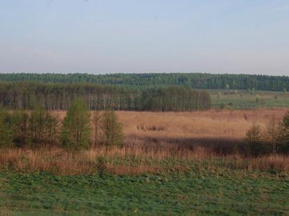 Siedliska Cietrzew preferuje luźno zadrzewione, zwykle wilgotne siedliska: bagna, wrzosowiska, skraje