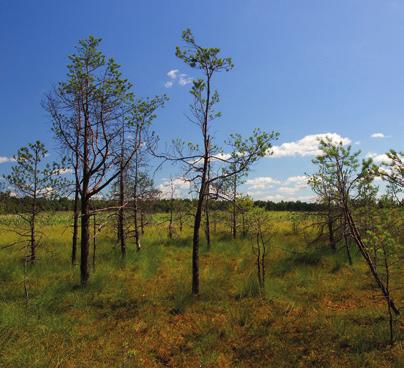 Podstawowym czynnikiem determinującym rozmieszczenie i wielkość populacji cietrzewia jest dostępność tego rodzaju naturalnych siedlisk na odpowiednio dużej powierzchni, wystarczającej do utrzymania