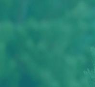 biotopu cietrzewia na terenie obszaru specjalnej ochrony ptaków Natura 2000 Puszcza Knyszyńska.