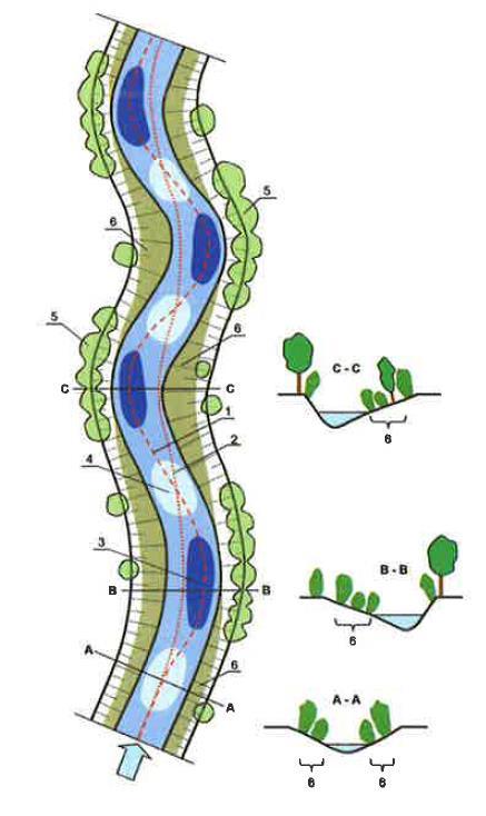 Rysunek 7.1 Schemat kształtowania roślinności wodnej i brzegowej w cieku przy zachowaniu naturalnej linii nurtu.