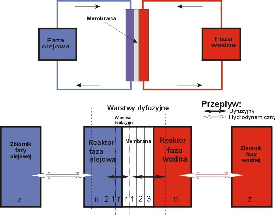 Rys. 1 Model przedziałowy reaktora Hydrofilowa membrana z powierzchniowo immobilizowanym enzymem separuje dwie fazy - organiczną (trigliceryd T) i wodną (bufor fosforanowy).