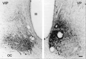 Przednia część podwzgórza: regulacja rytmu dobowego Jądro nadskrzyżowaniowe leży tuż nad skrzyżowaniem nerwów wzrokowych i dostaje projekcję z komórek zwojowych siatkówki (melanopsynowych - symbol