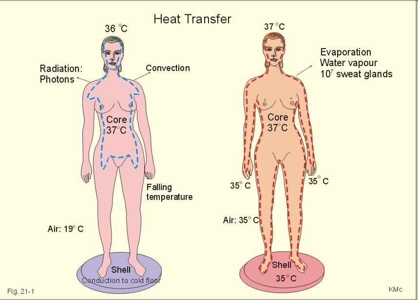 Reakcja na temperaturę otoczenia Przy temperaturze zewnętrznej 35 0 C całe ciało ma temperaturę 37 0 C.